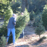 Monterey Christmas Tree Farms and Lots