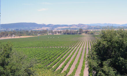Sonoma Valley Wine Tasting