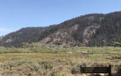 Big Basin Redwoods State Park