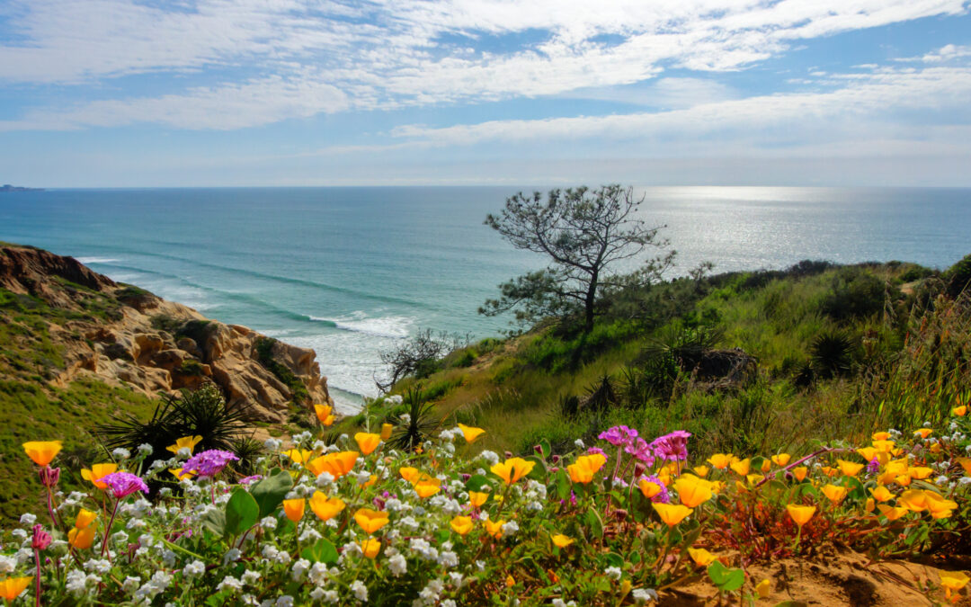 Top Northern California Wildflower Locations