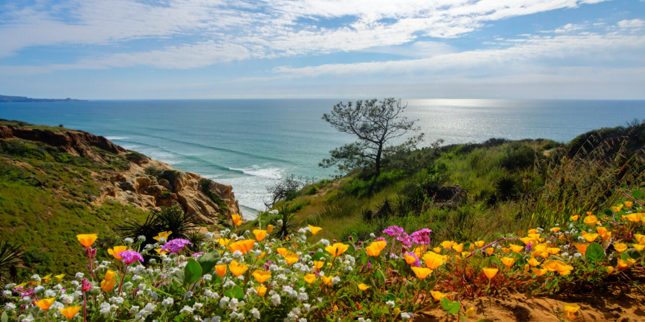 Top Northern California Wildflower Locations